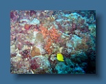 Helengeli 308
